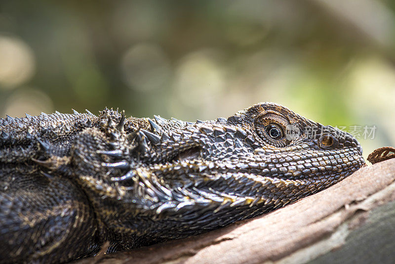 东须龙(Pogona barbata)